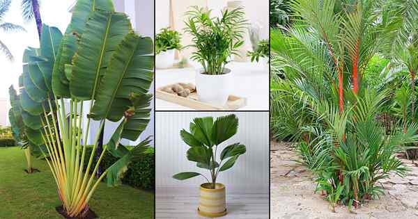 80 tipos populares de plantas de palmeira
