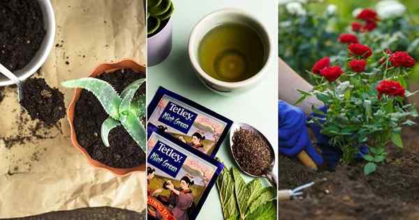 9 erstaunliche gebrauchte Teeblätter im Garten verwendet