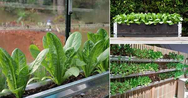 9 mejores verduras verdes para crecer en jardín vertical