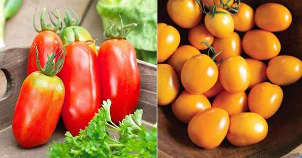 9 mejores variedades de tomate romaníes | Tipos de tomates romaníes