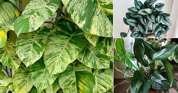 9 varietas pothos besar dengan daun besar