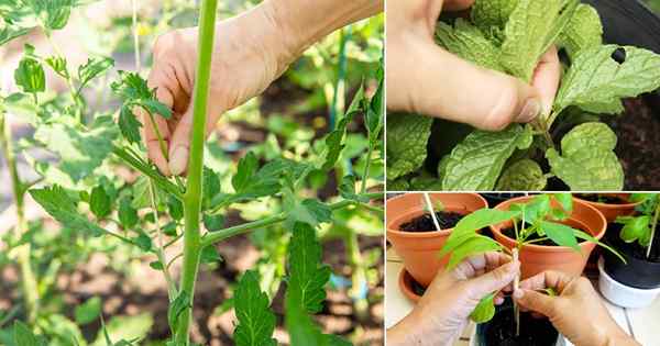 9 sprytnych rzeczy, które powinieneś zrobić, gdy rośliny są młode | Sztuczki sadzonkowe