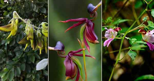 9 flores impresionantes que parecen pájaros