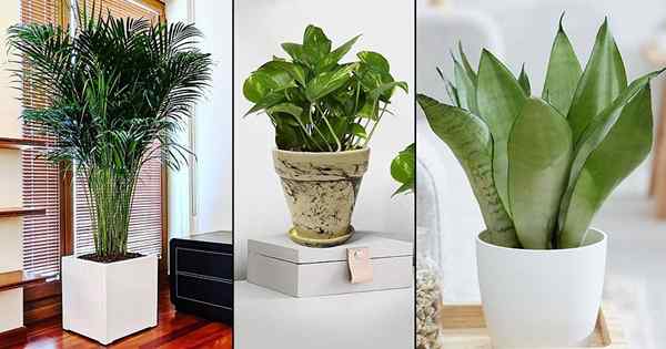 Selon cette étude indienne, ces plantes intérieures sont les meilleurs purificateurs d'air
