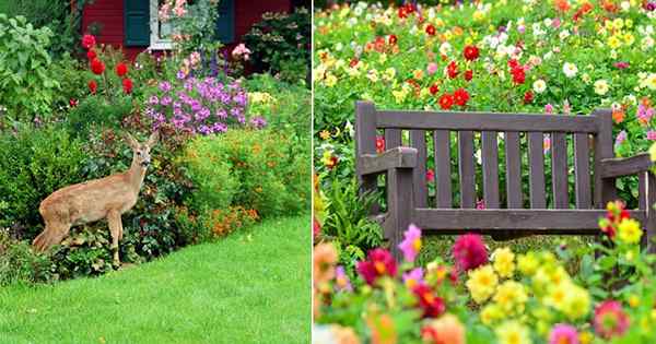 Apakah Dahlias Resistant | Akankah rusa makan dahlias?