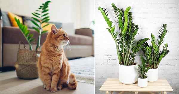 Sind ZZ -Pflanzen für Katzen giftig | Ist ZZ Pflanze sicher für Katzen