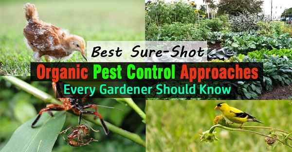 Najlepsze podejście organiczne szkodniki, każdy ogrodnik powinien wiedzieć