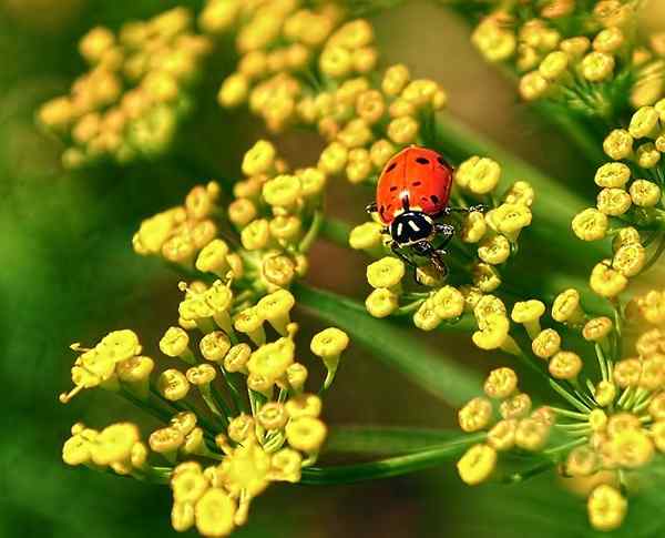 Melhores plantas que atraem joaninhas para o jardim