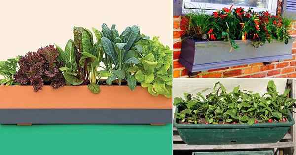 Sayuran Kotak Jendela Terbaik | Cara Membuat Kebun Sayuran Kotak Jendela