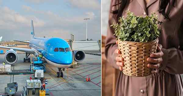Você pode levar plantas vivas em um avião | Trazendo plantas em um avião