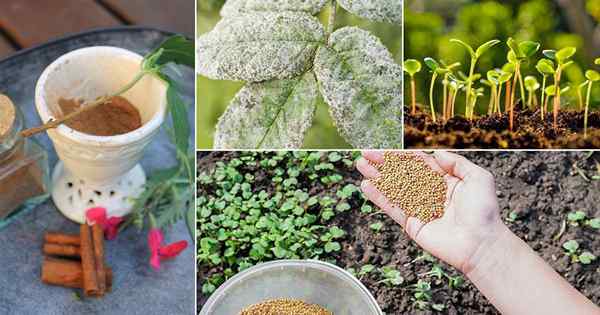 Clevere Möglichkeiten, Gewürze und Kräuter im Garten zu verwenden