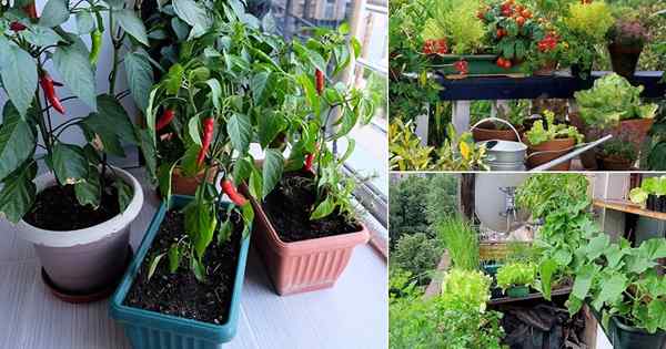Jadalne ogrody balkonowe, które udowodnią, że uprawia żywności jest możliwa