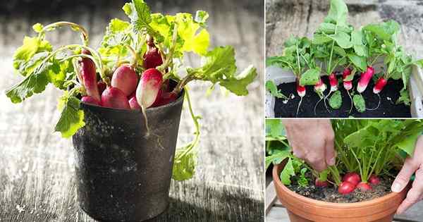 Tout sur la culture de radis dans les conteneurs et les pots