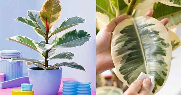 Ficus Tineke Gummi -Baumpflege | Fürsorge um einen bunten Gummibaum