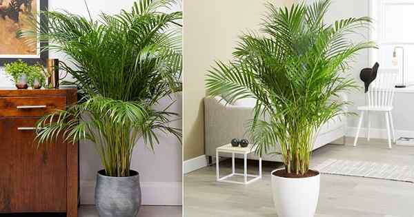 Wachsende Areca -Palmen im Inneren | Wie man Areca Palm anbaut