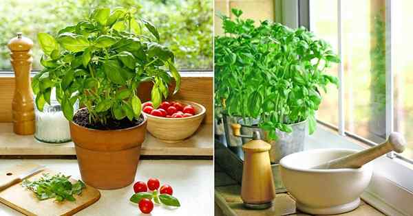 Basílio em crescimento dentro de casa o ano todo | Cuidados com plantas de manjericão