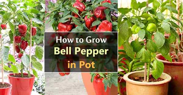 Rosnąca papryka w garnkach i pojemnikach | Bell Pepper Care Guide