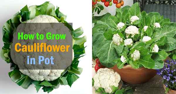 CAULIFLOWER CRESCENDO em recipientes | Cuidado e como cultivar couve -flor em vasos