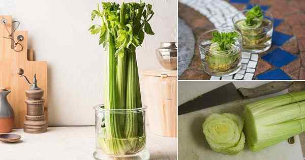 Celery en crecimiento en agua | Cómo volver a crecer el apio en casa