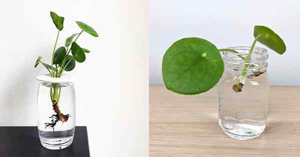 Planta em dinheiro chinês em crescimento na água | Como cultivar pilea peperomioides