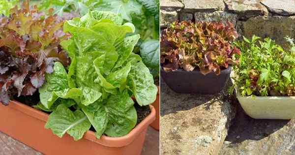 Rosnąca sałata w pojemnikach | Jak uprawiać sałatę w garnkach