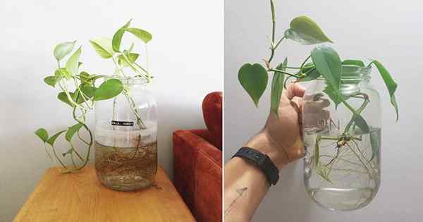 Creciente filodendro en agua | Cómo cultivar filodendro