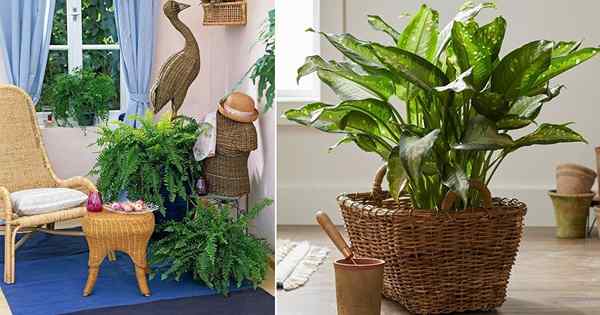 Zimmerpflanzen, um Ihr Haus im Sommer kühl zu halten