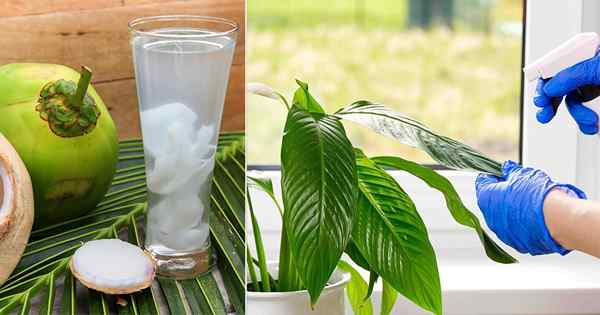 Cómo el agua de coco para las plantas es el fertilizante orgánico más sorprendente