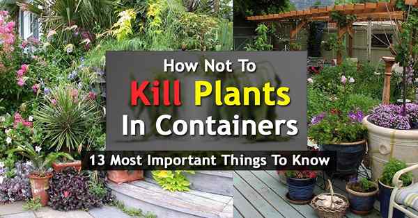Wie man keine Pflanzen in Behältern tötet | 13 Wichtigste Dinge zu wissen