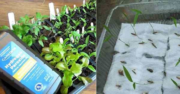 Cómo remojar las semillas en el peróxido de hidrógeno mejora la germinación