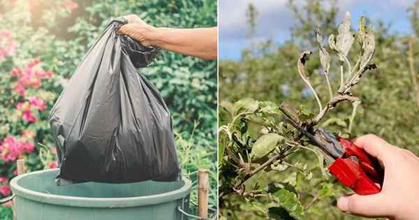 Cara membuang tanaman dan gulma yang sakit | 3 tips penting