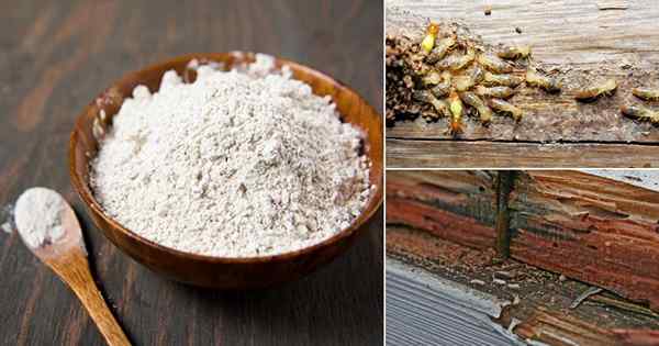 Wie man Termiten loswerden | Hausmittel, um Termiten zu verhindern