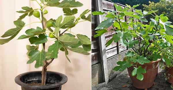 Cara menumbuhkan pohon ara dalam pot