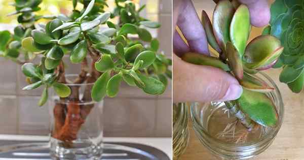 Wie man eine Jadepflanze im Wasser annimmt