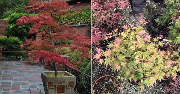 Cómo cultivar un árbol de arce japonés en una olla