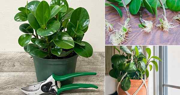 Cara menumbuhkan tanaman karet bayi | Perawatan Peperomia obtusifolia