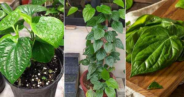 Jak wyhodować roślinę liści betelu | Rosnąca piper betel (paan)