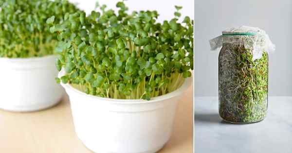 Cara menumbuhkan kecambah brokoli | Menanam brokoli mikro-hijau
