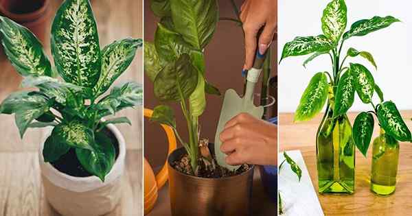 Cara Tumbuh Dieffenbachia dari Keratan | Menyebarkan tumbuhan tebu bodoh