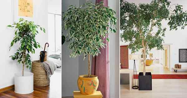How To Grow Ficus Benjamina di dalam ruangan | Tumbuh Menangis ara