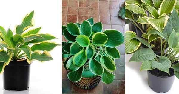 Comment développer des hostas à l'intérieur | Soins de la plante d'intérieur hosta