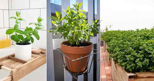 How To Grow Mint di ruang kecil (balkon, teras, atap, dan windowsill)
