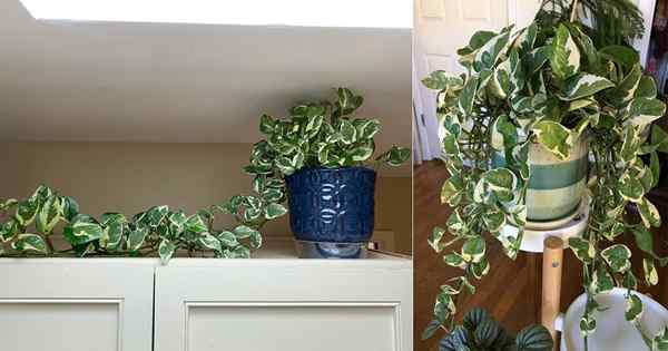 Comment cultiver n'joy pothos | N'joy Care and Growing Tips