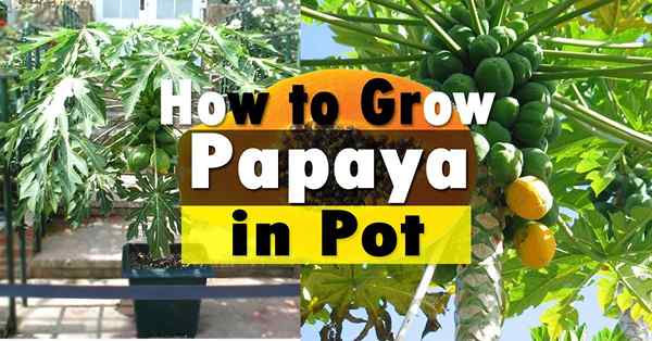 Wie man Papaya anbaut | Wachsender Papaya -Baum und Sorgfalt