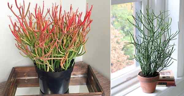 Wie man Bleistift kaktus wächst | Euphorbia Tirucalli Care Guide