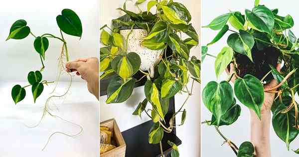 Jak rozwijać Philodendron Brasil