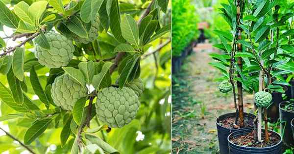 Comment faire pousser de la pomme de sucre | Cultiver des pommiers de sucre et ses soins