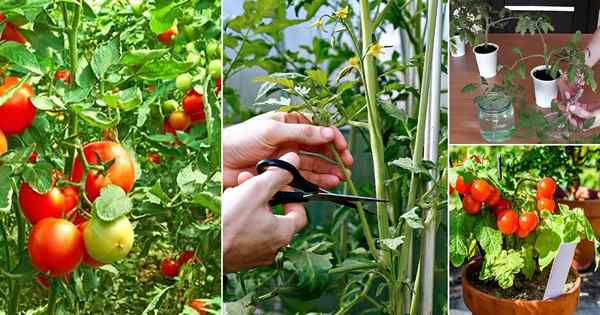Cara menanam tanaman tomat tanpa batas dari potongan | Menyebarkan tomat