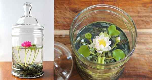 Cara menanam bunga lili air dalam gelas