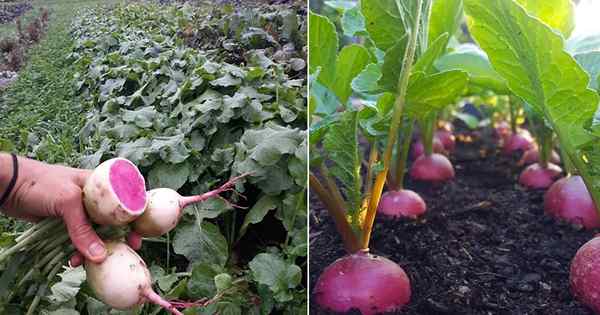 Cara menumbuhkan lobak semangka | Menanam semangka lobak dalam wadah